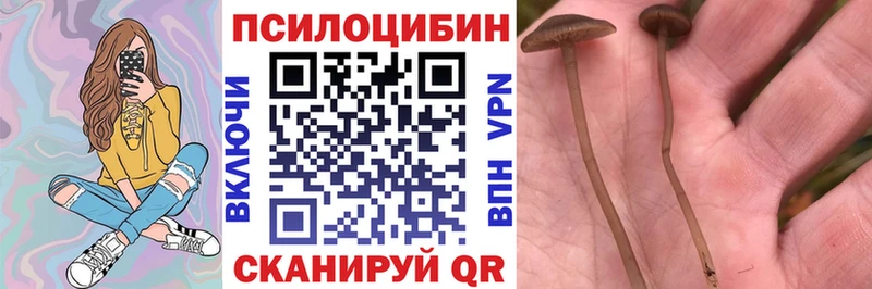Купить где  Бологое  Галлюциногенные грибы Cubensis 